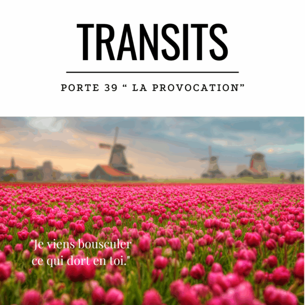 Champ de tulipes roses au coucher du soleil avec des moulins à vent en arrière-plan, évoquant la beauté paisible qui peut dissimuler une tension intérieure prête à être réveillée — une métaphore visuelle de l’énergie de la Porte 39 du Design Humain, qui provoque pour éveiller.
