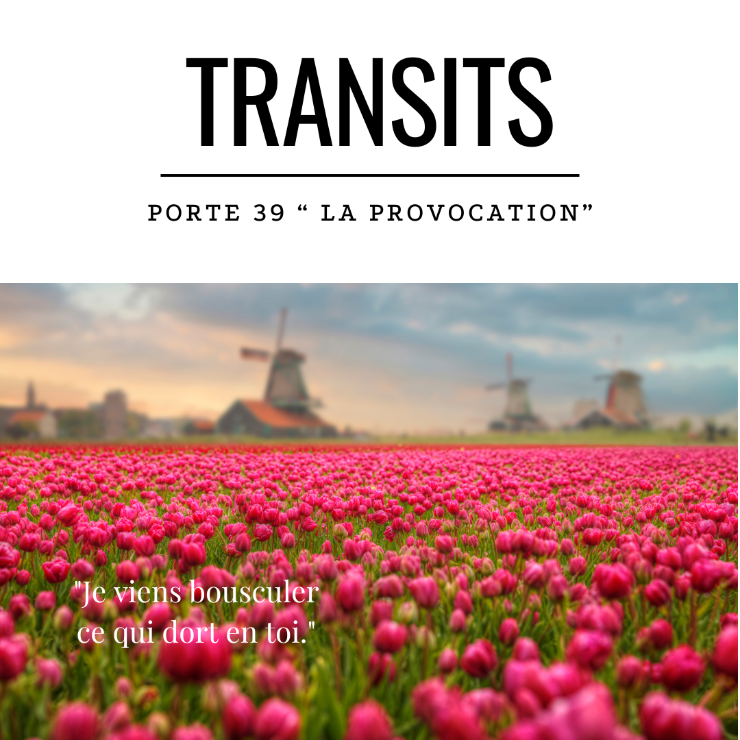 Champ de tulipes roses au coucher du soleil avec des moulins à vent en arrière-plan, évoquant la beauté paisible qui peut dissimuler une tension intérieure prête à être réveillée — une métaphore visuelle de l’énergie de la Porte 39 du Design Humain, qui provoque pour éveiller.