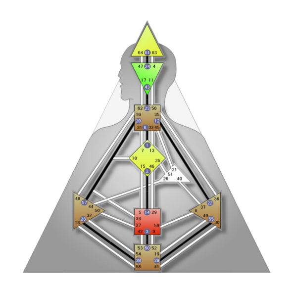Schéma du corps en Design Humain où sont activés et reliés par des canaux (en noir) les centres de la tête (jaune), de l’Ajna (vert), de la gorge (brun), de la racine (marron) et de la rate (marron clair), illustrant le flux énergétique de la mutation