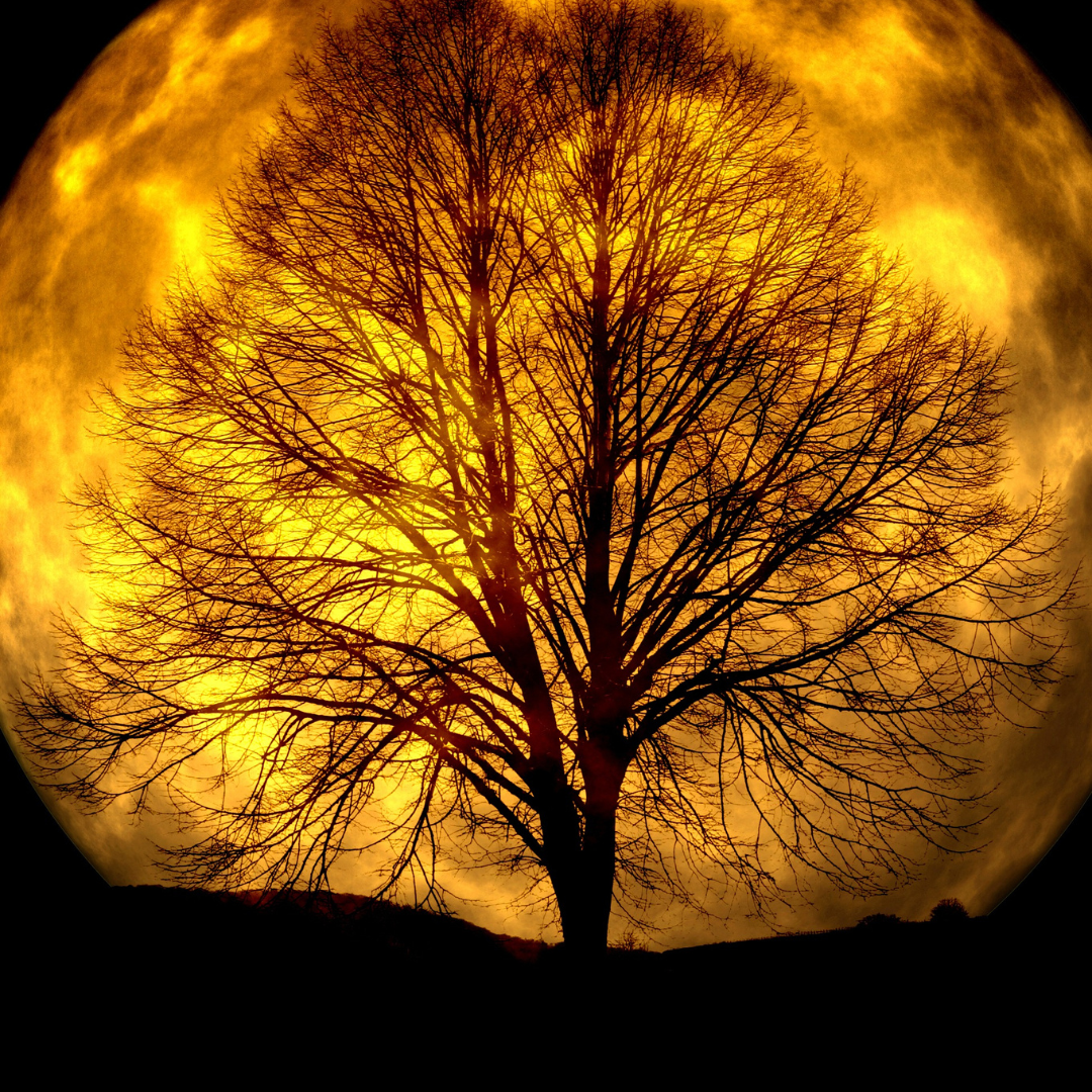 Silhouette d'arbre nu se détachant contre une lune dorée géante dans un ciel nocturne ambré