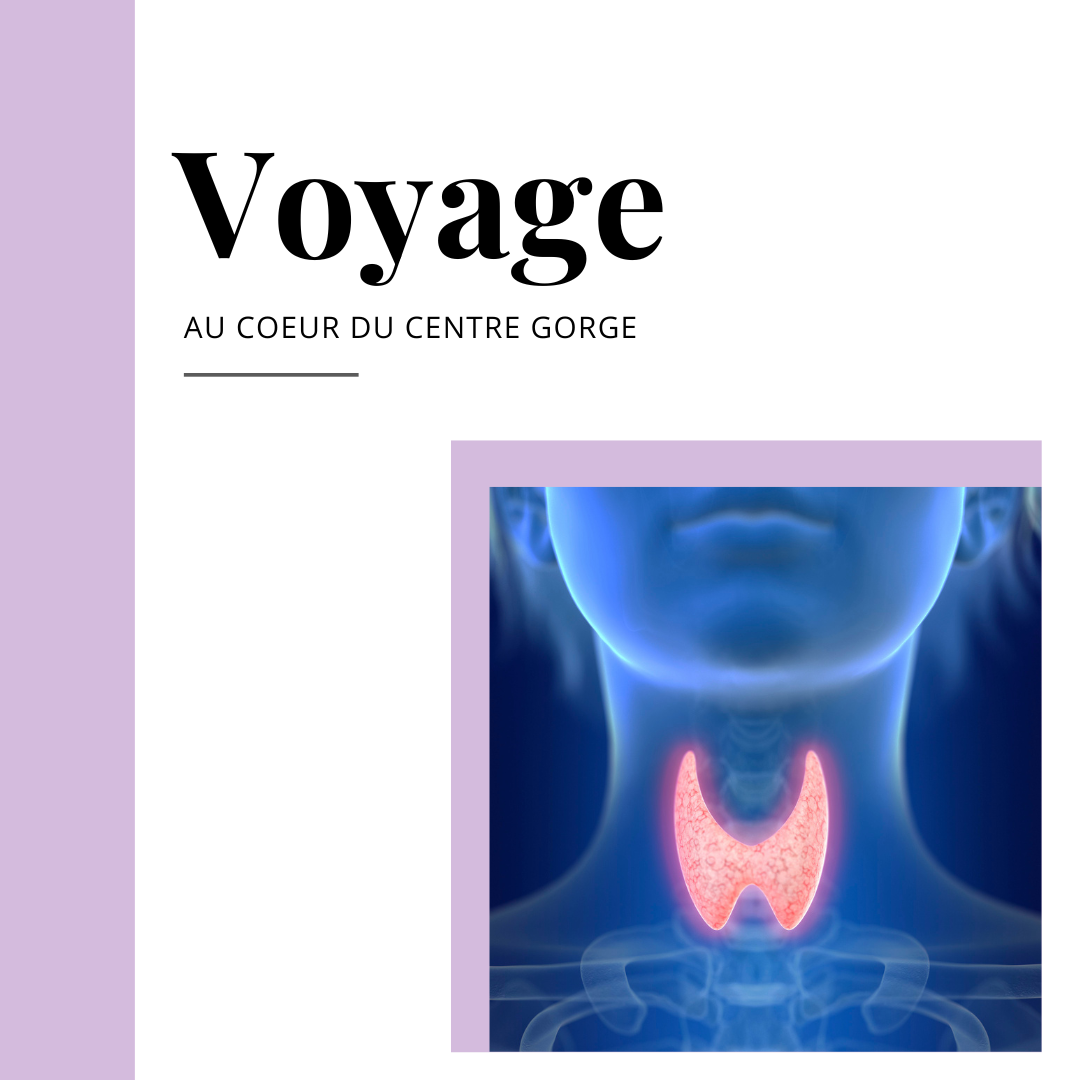 Illustration anatomique du cou mettant en lumière la thyroïde, symbole du Centre Gorge en Design Humain.