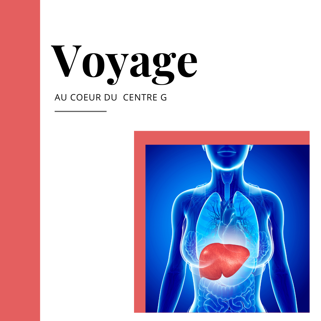 Illustration anatomique du foie mettant en lumière le, symbole du Centre G en Design Humain.
