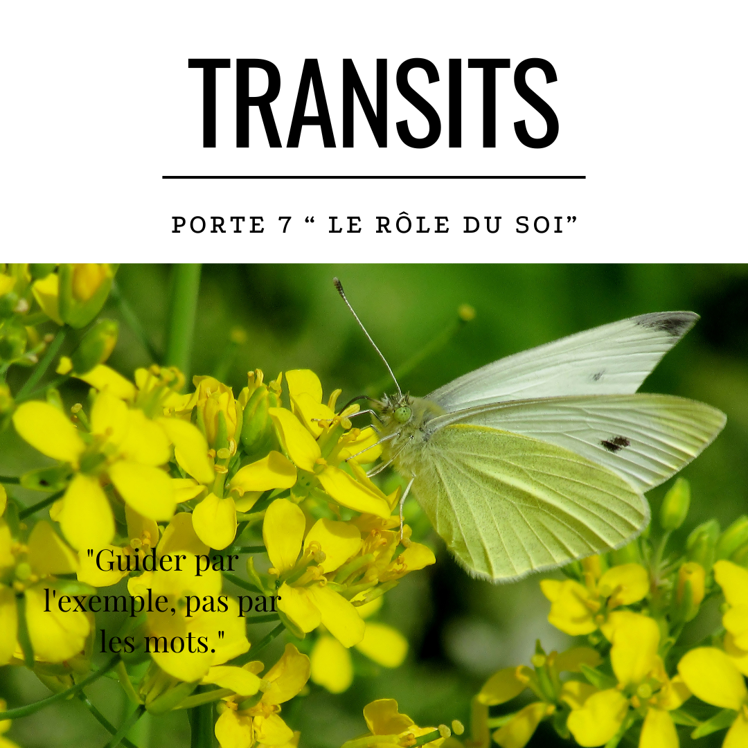 Transit solaire porte 7 le rôle du soi - papillon blanc sur fleurs jaunes avec citation sur le leadership par l'exemple