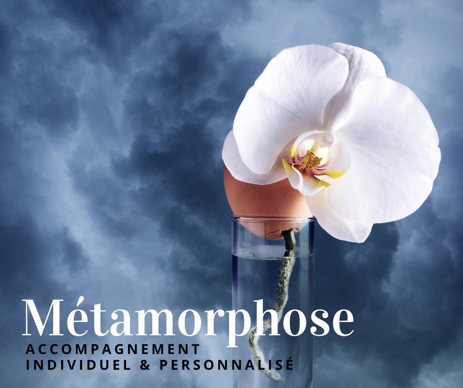 Orchidée blanche délicate émergeant d'une coquille d'œuf brisée dans un vase en verre, sur fond bleu évoquant la transformation et la métamorphose, avec le titre "Métamorphose - Accompagnement individuel & personnalisé"