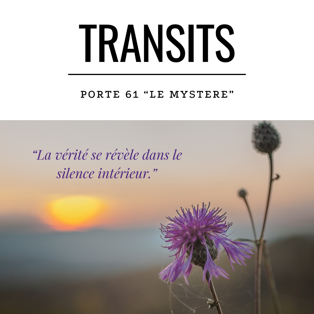 Fleur violette sauvage au coucher de soleil - Transit porte 61 Design Humain le mystère